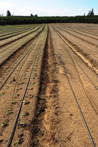 سفارش آنلاین لوله پلی اتیلن برای آبیاری قطره ای شرایط ویژه