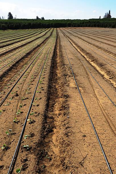 سفارش آنلاین لوله پلی اتیلن برای آبیاری قطره ای شرایط ویژه